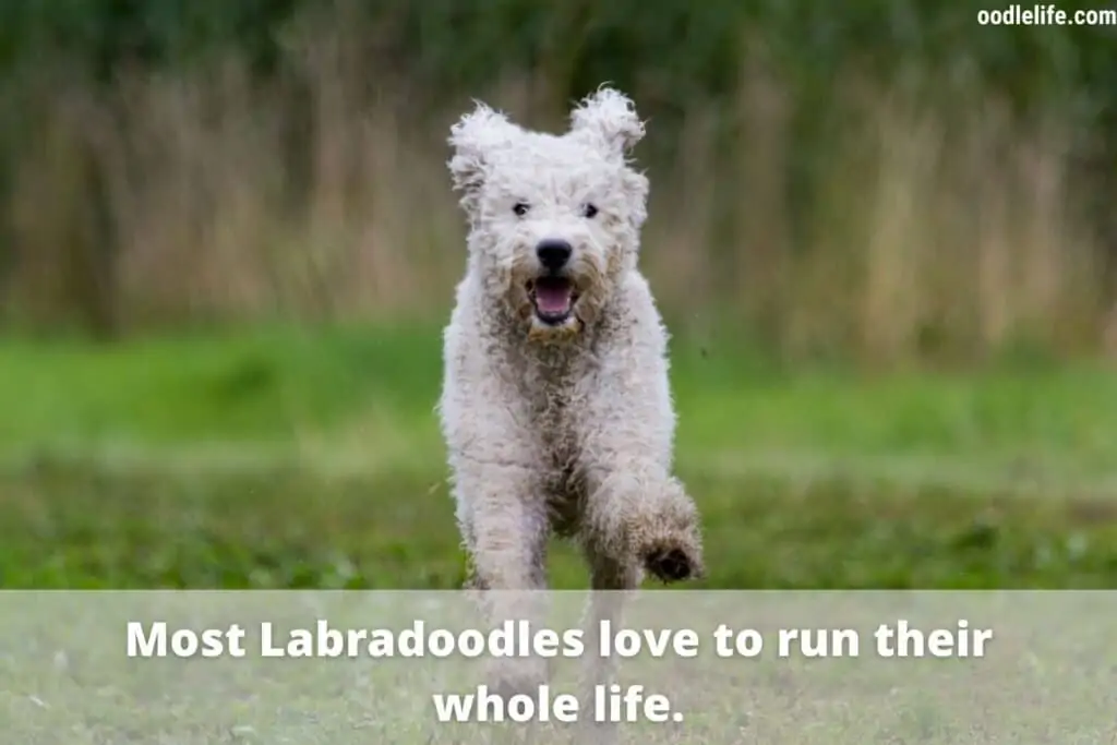 a running white Labradoodle