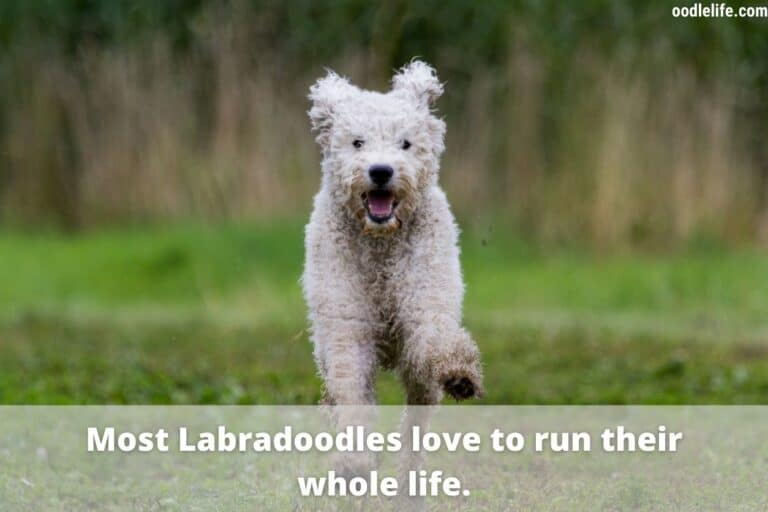 How To Tell What Coat A Labradoodle Will Have Oodle Life