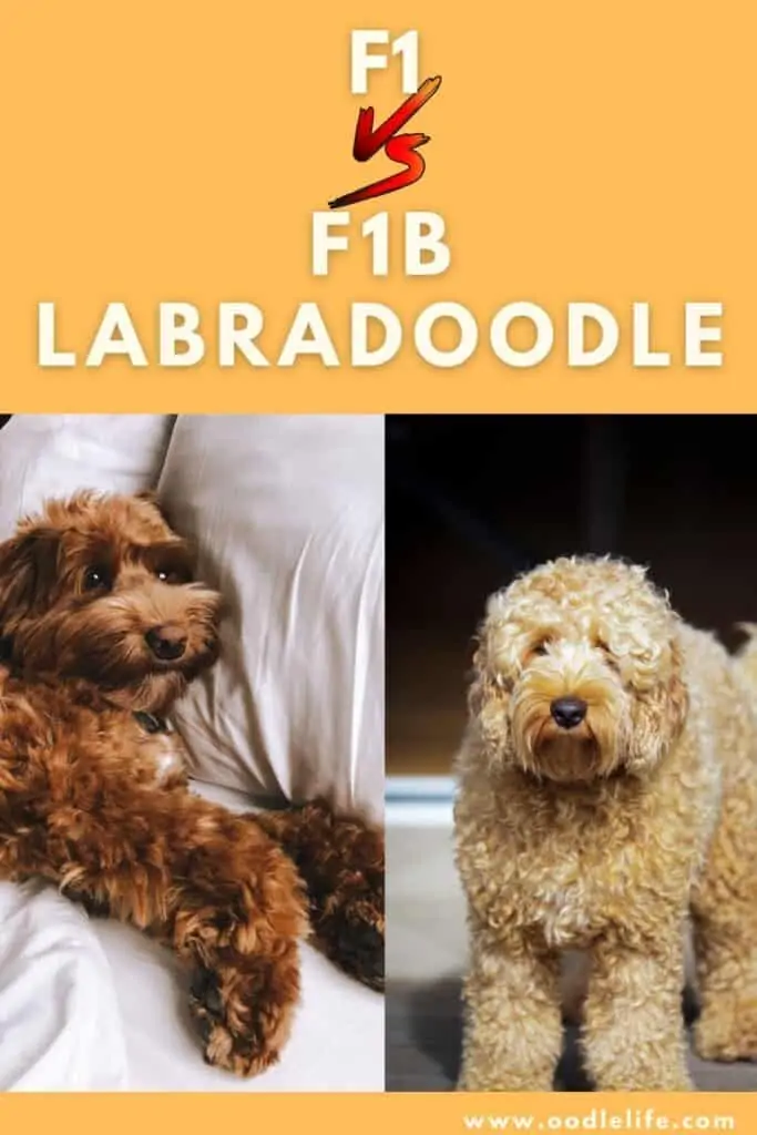 f1 vs f1b labradoodle