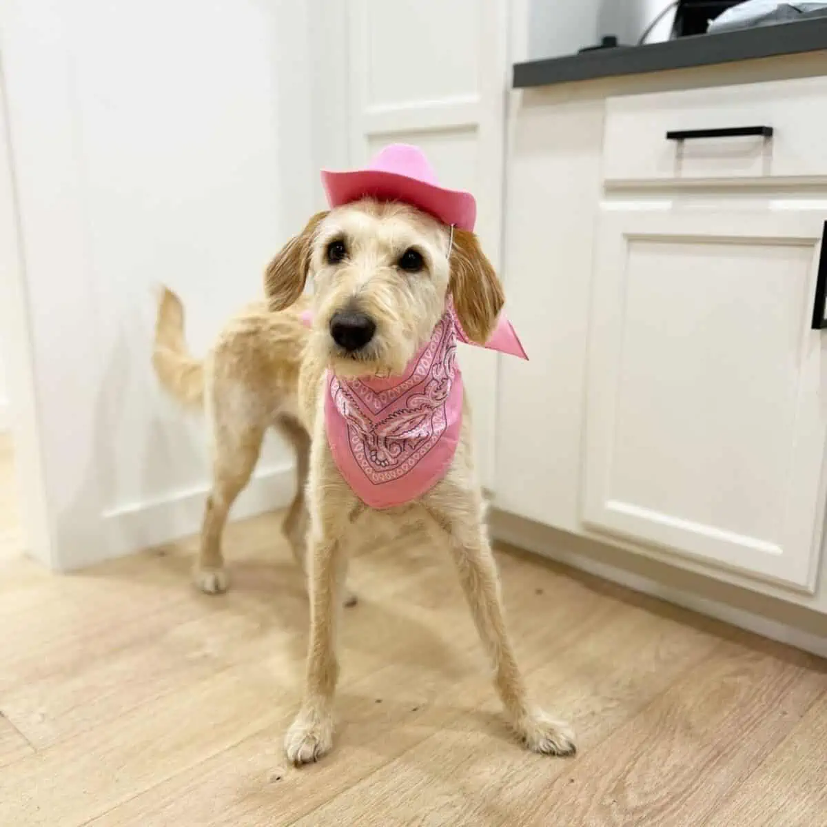 female Labradoodle in a cowgirl costume