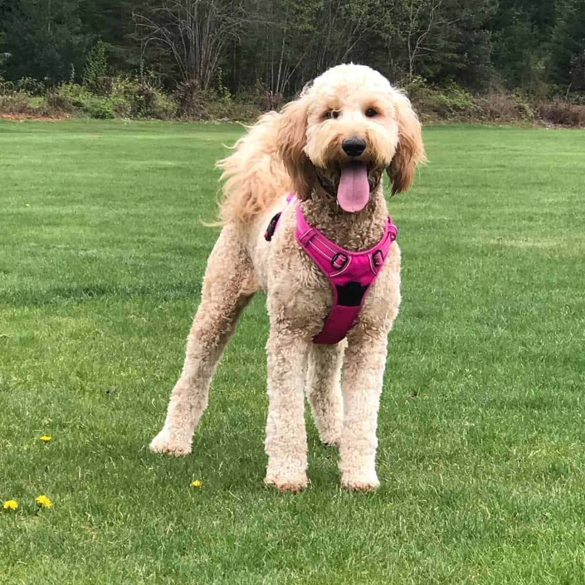 fresh haircut Goldendoodle ready for activities