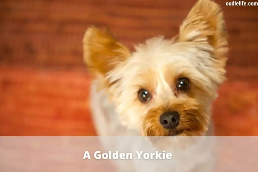 golden yorkie