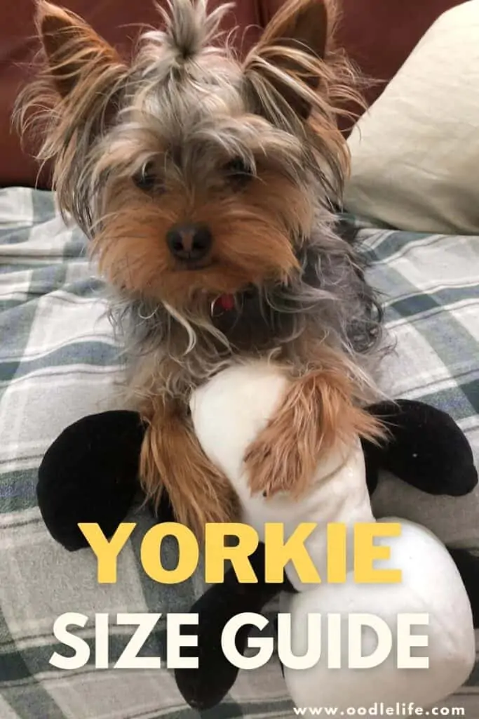 how big does a yorkie get