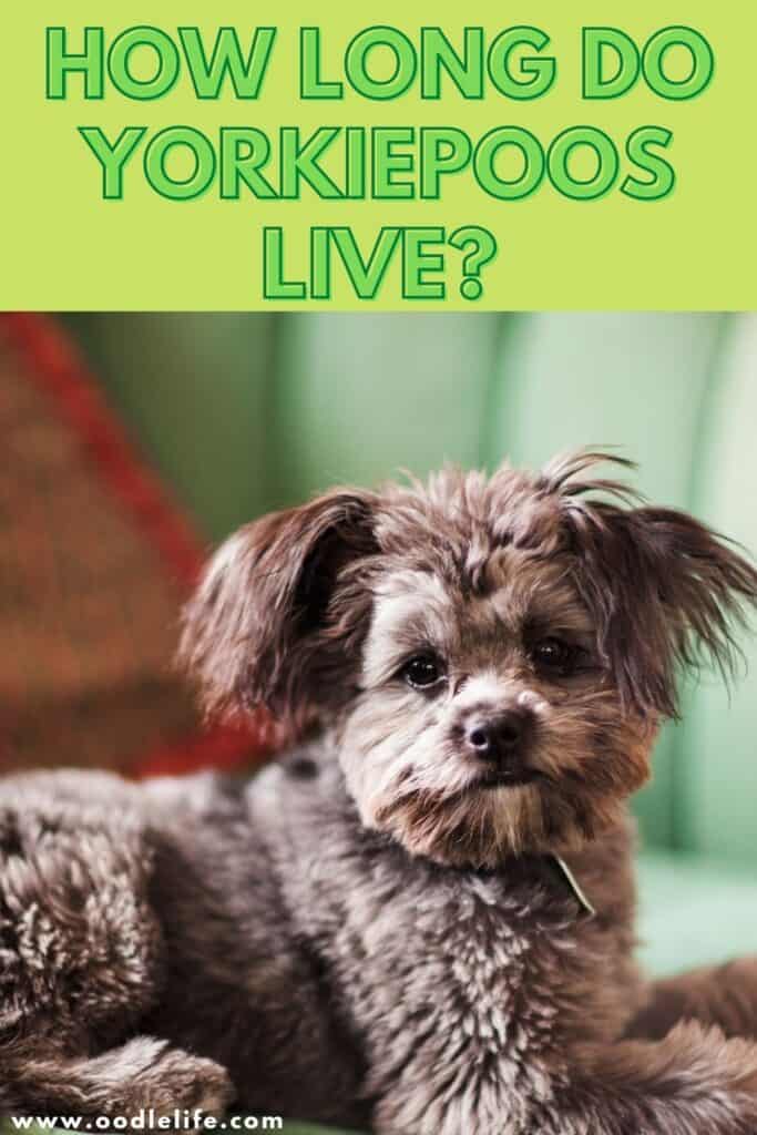 how long do yorkiepoos live