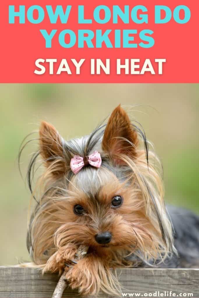 how-many-days-does-a-yorkie-bleed-while-in-heat