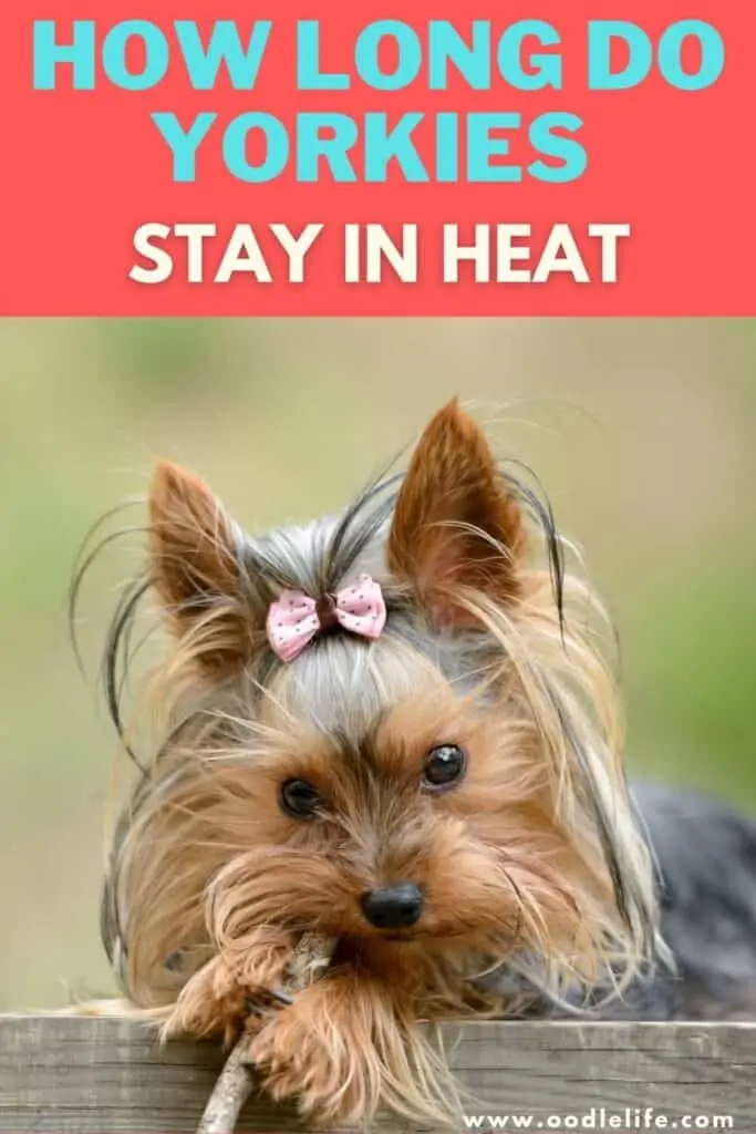 how long do yorkies stay in heat