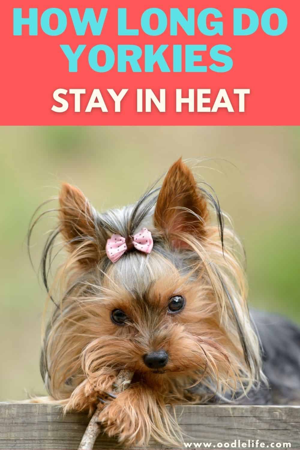 How Long Do Yorkies Stay In Heat? Oodle Life