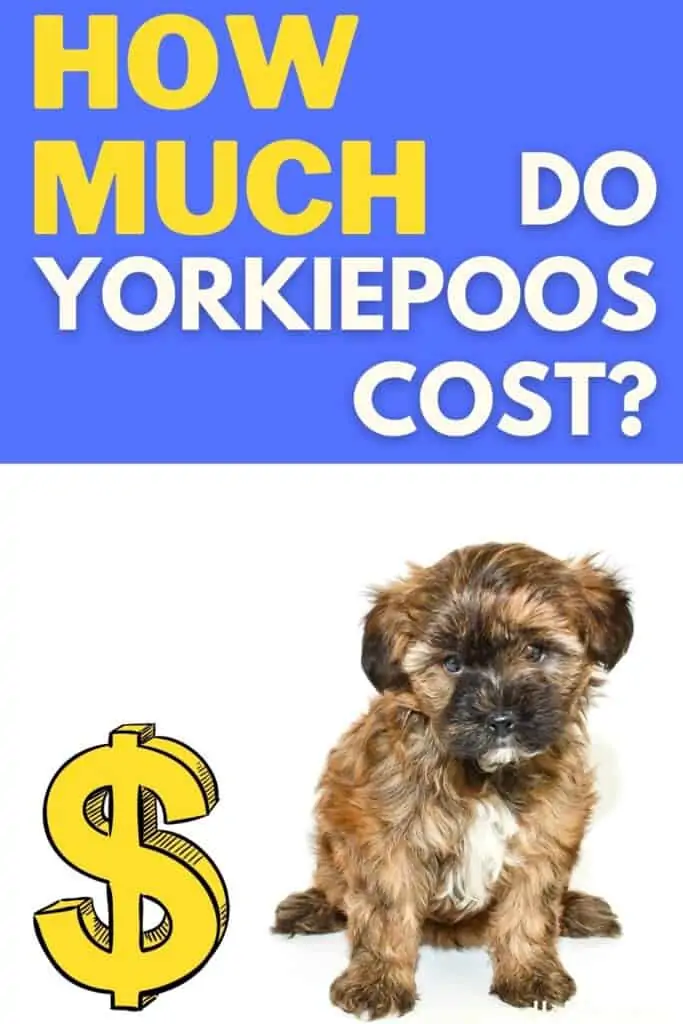 how much do yorkiepoos cost
