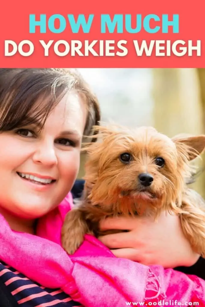how much do yorkies weigh
