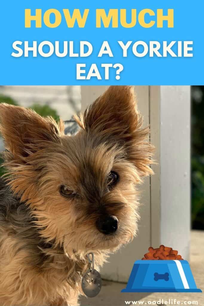 how much should a Yorkie eat