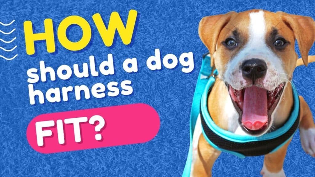 how should a dog harness fit