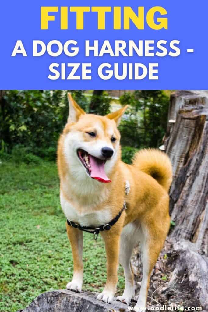 How Should A Dog Harness Fit? [Fit Guide] Oodle Life