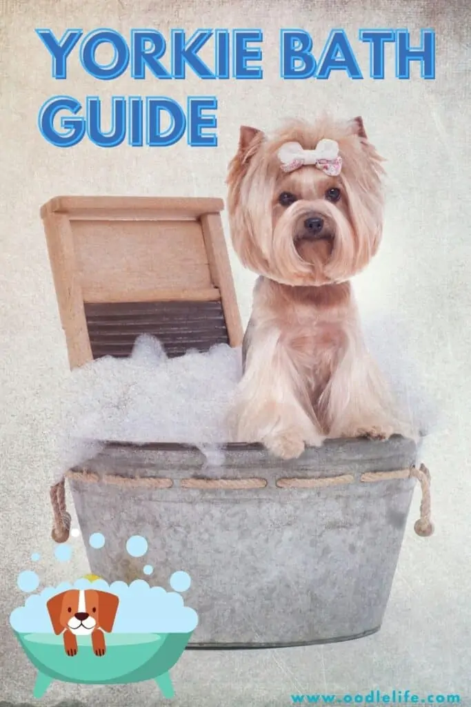 how to bathe a yorkie