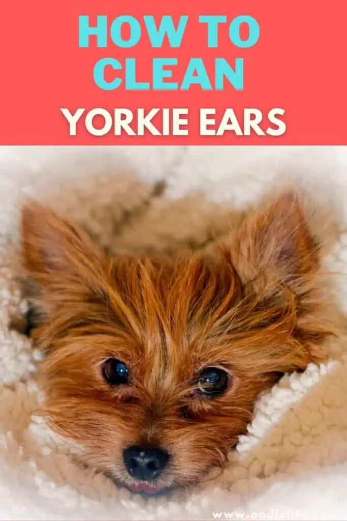 how to clean yorkie ears