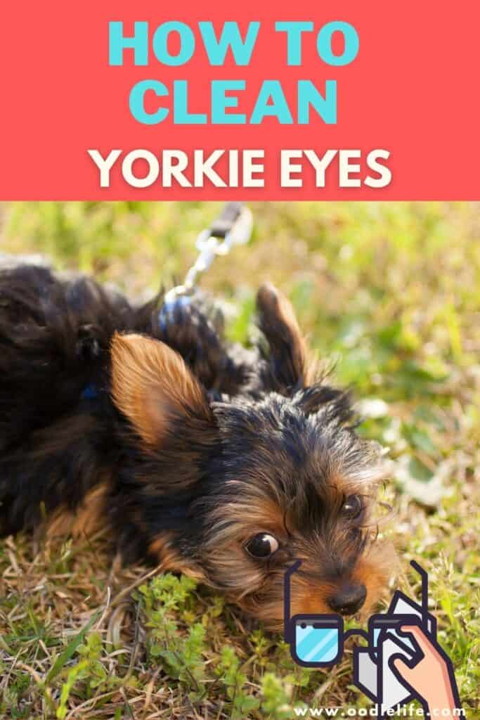 how to clean yorkie eyes