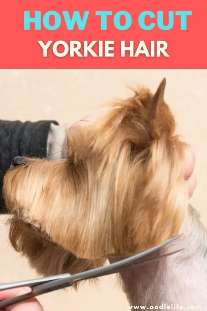 how to cut yorkie hair