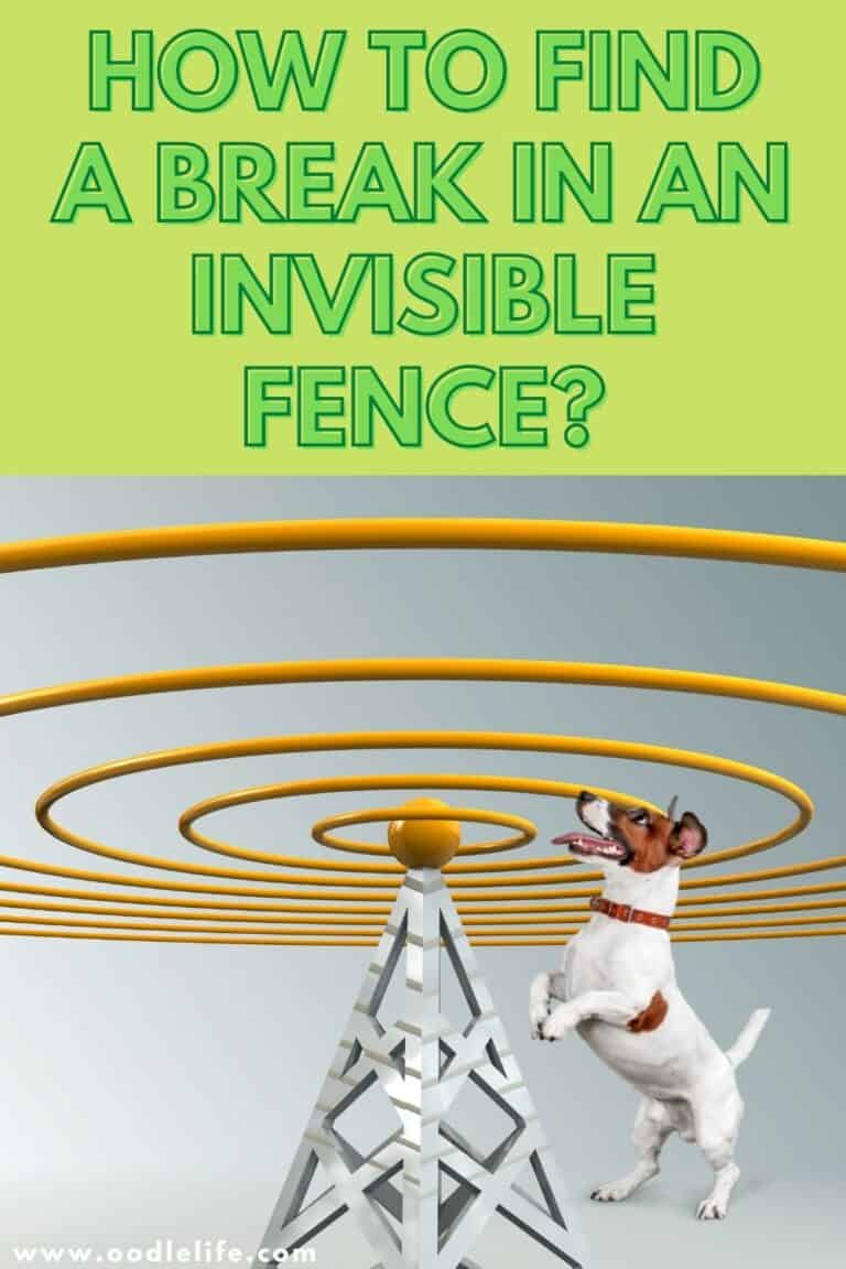 How To Find A Break In An Invisible Fence Oodle Life