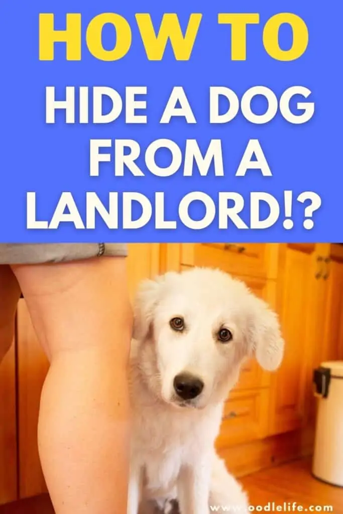 how to hide a pet from a landlord