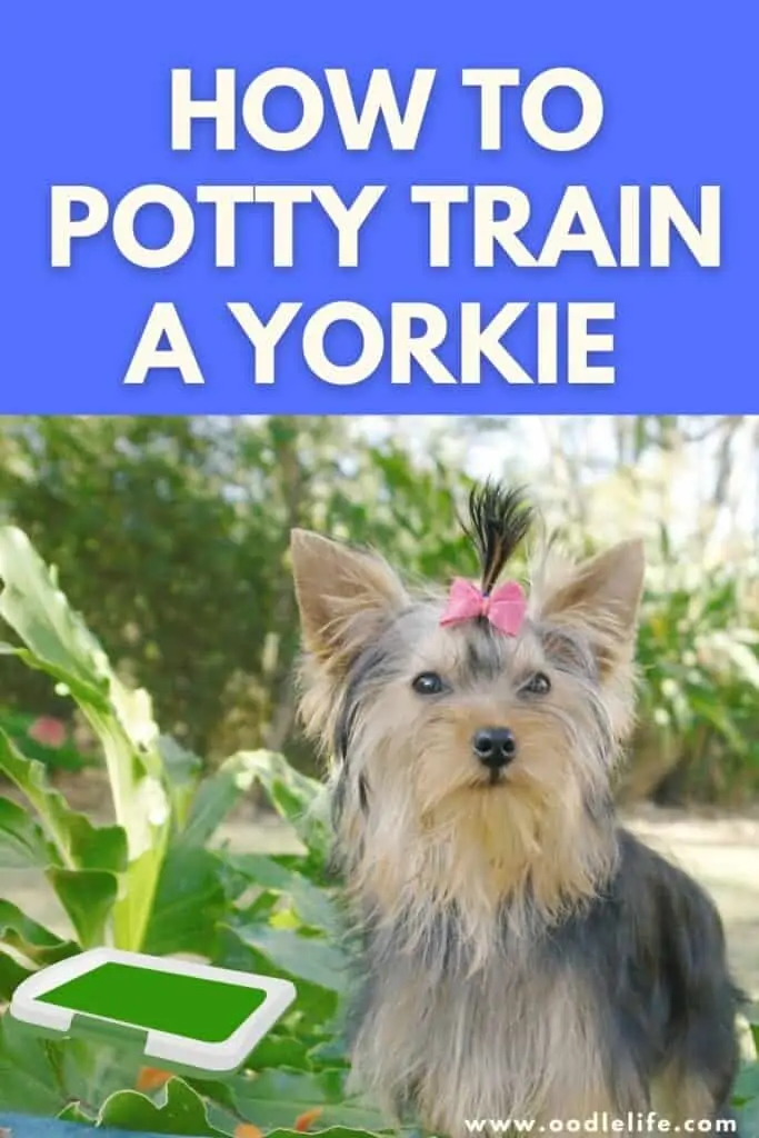 how to potty train a yorkie