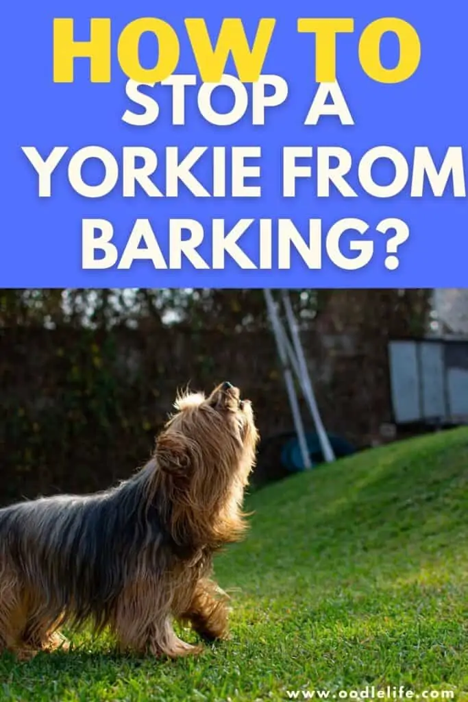 how to stop a yorkie from barking