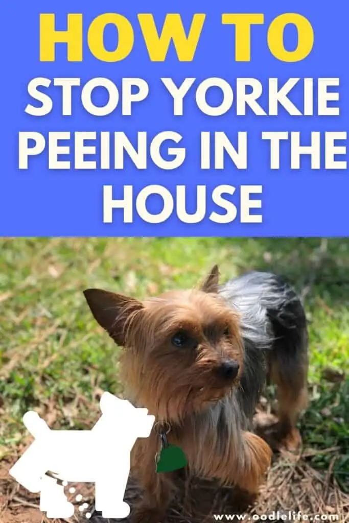 how to stop a yorkie peeing in the house