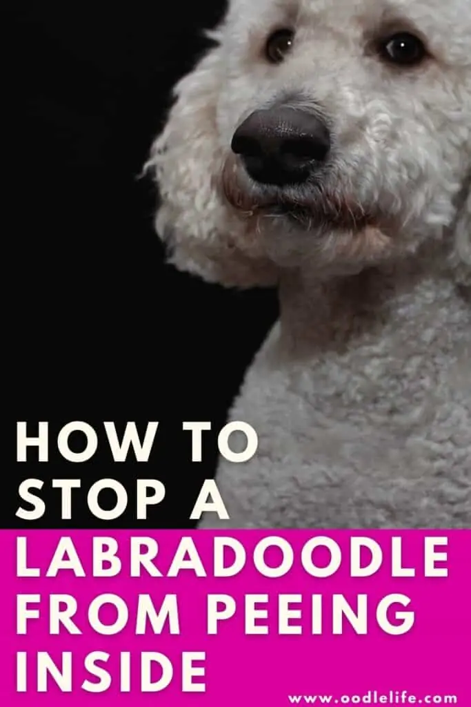 how to stop a Labradoodle peeing in house