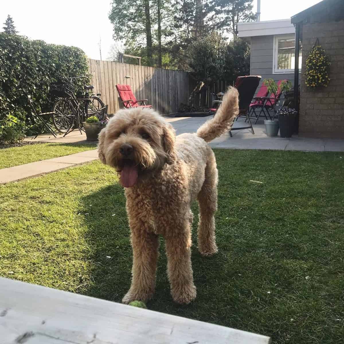 Labradoodle plays with a ball outside