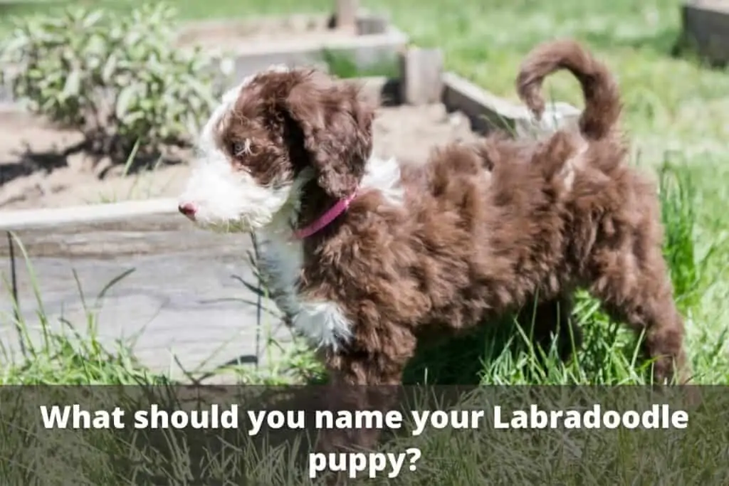 labradoodle puppy names