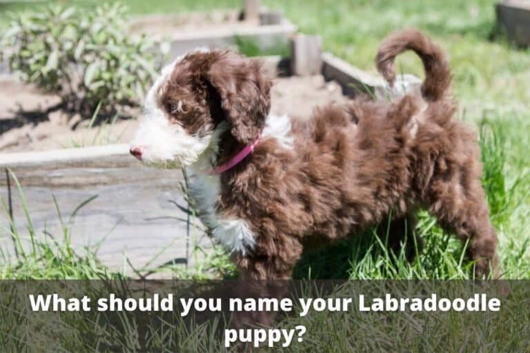 Best Labradoodle Names [131+ Male and Female Labradoodle Name Ideas]
