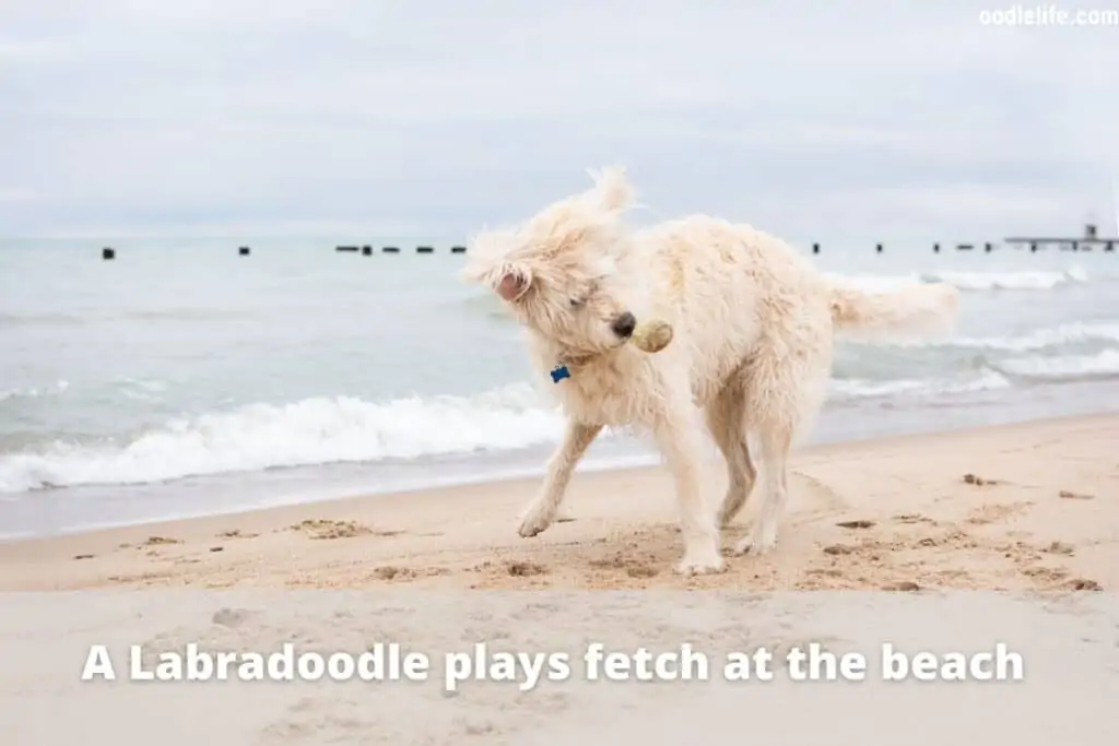 A Labradoodle running on the beach