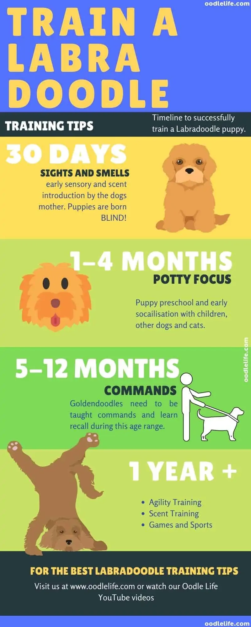 labradoodle training timeline