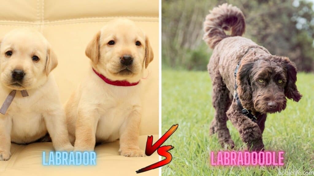 Labradoodle Vs Labrador Which Is Better? Oodle Life