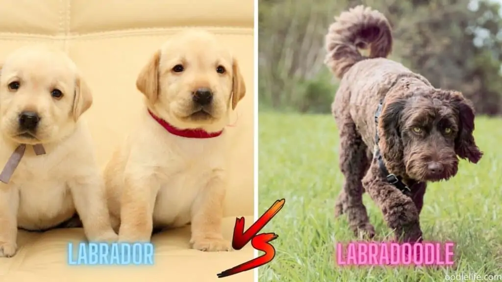 labrador vs labradoodle