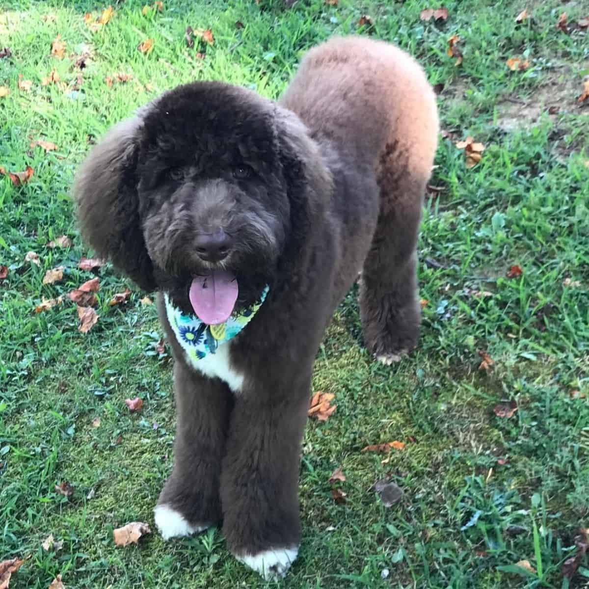 Labradoodle went to groomer