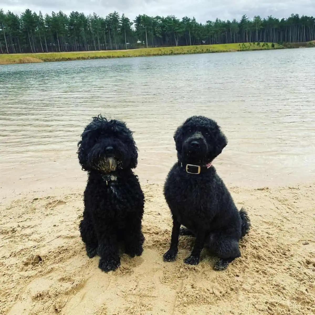 Labradoodles at the beach