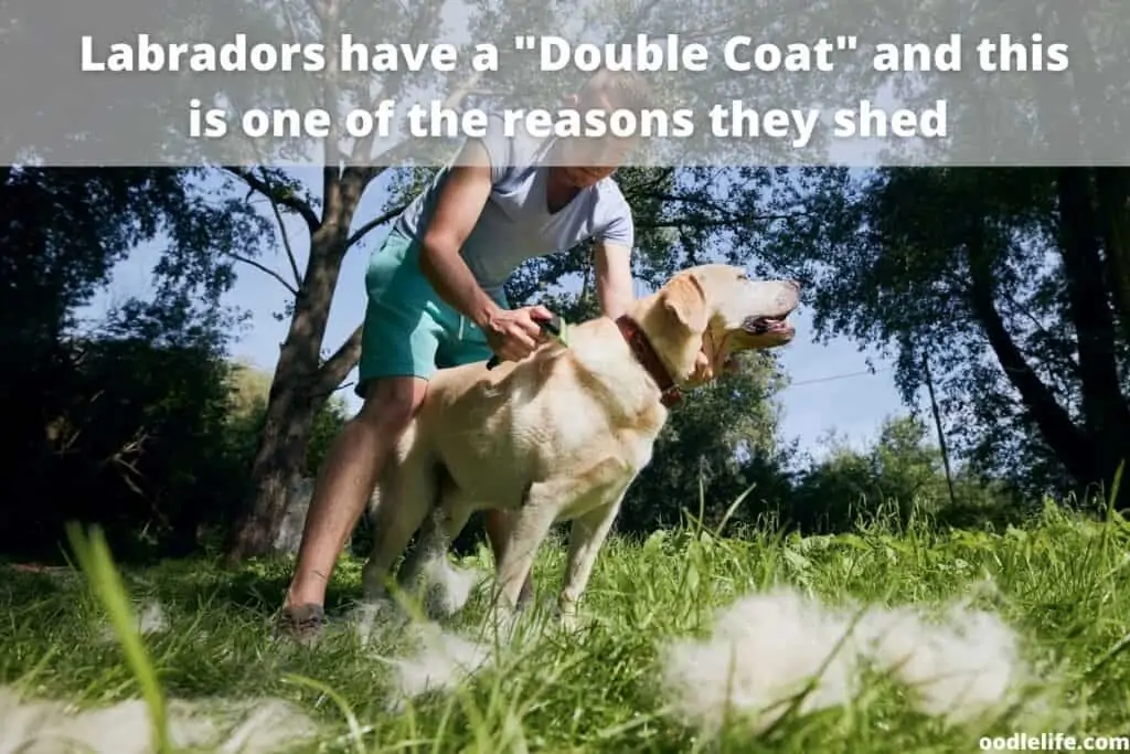 labrador coat being raked