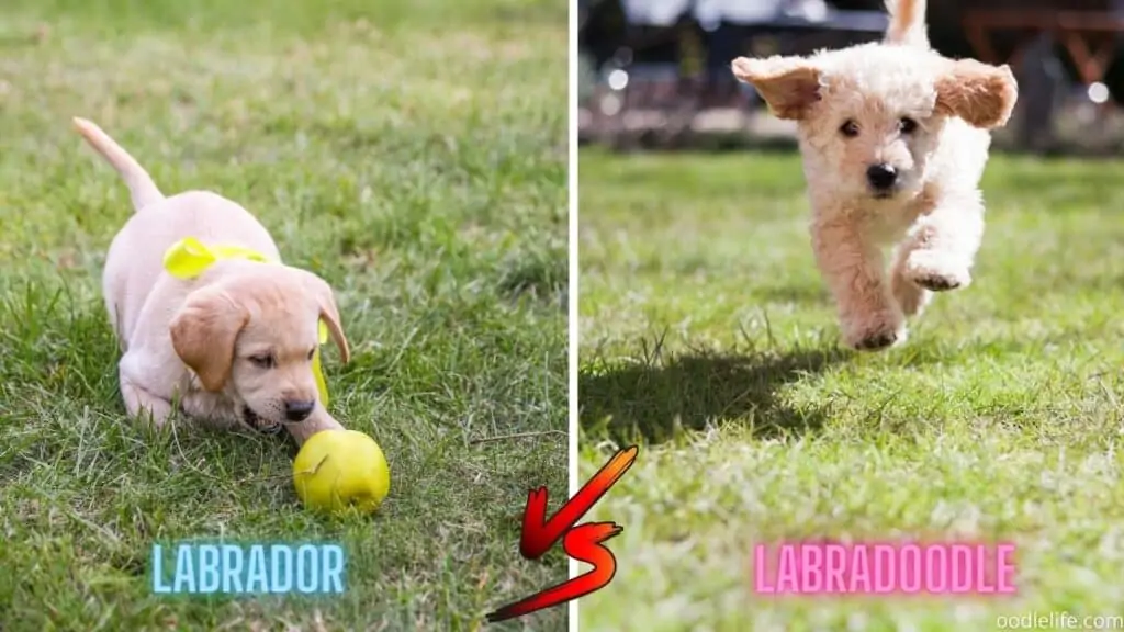 labradoodle labrador run outside