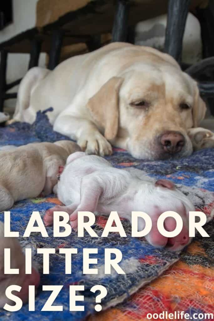 What Determines Litter Size at Ronald Castillo blog