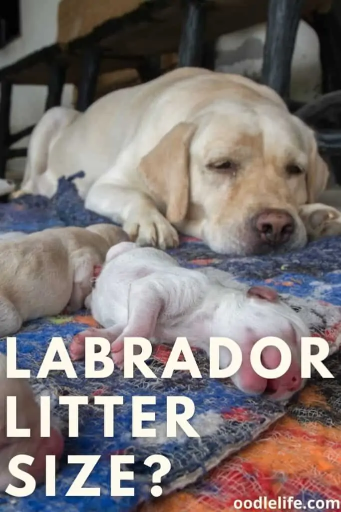 labrador litter size