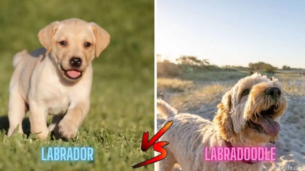 labrador vs labradoodle puppy