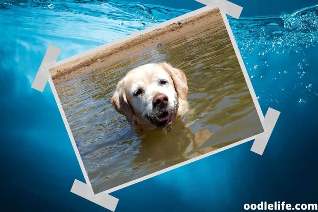 labrador in the water