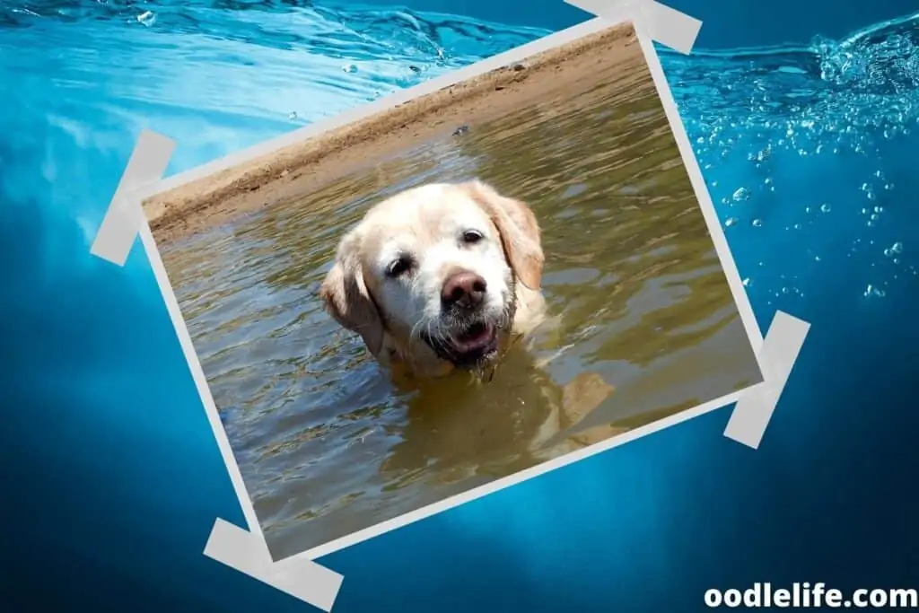 labrador in the water