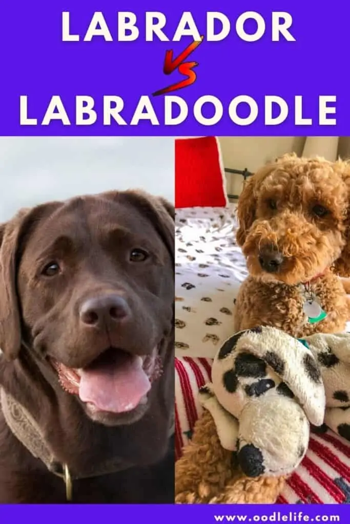 labradoodle vs labrador