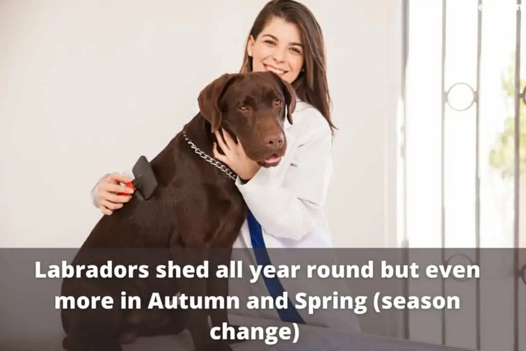 labradors do shed