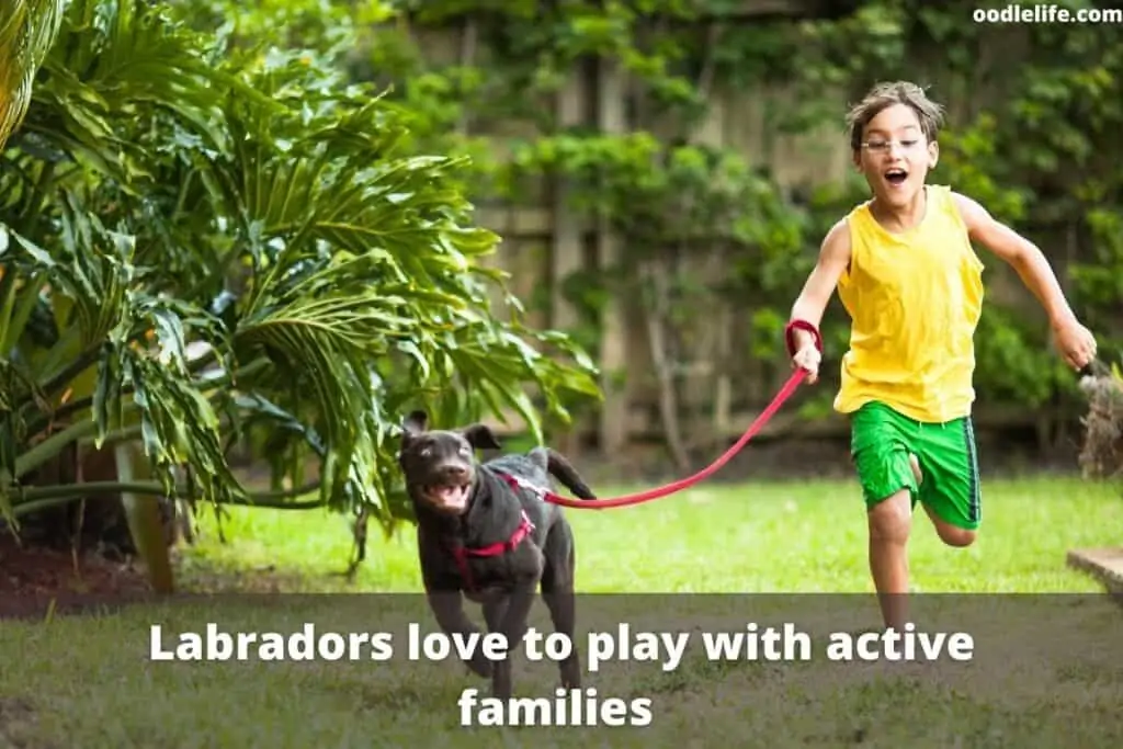 labrador playing with kids