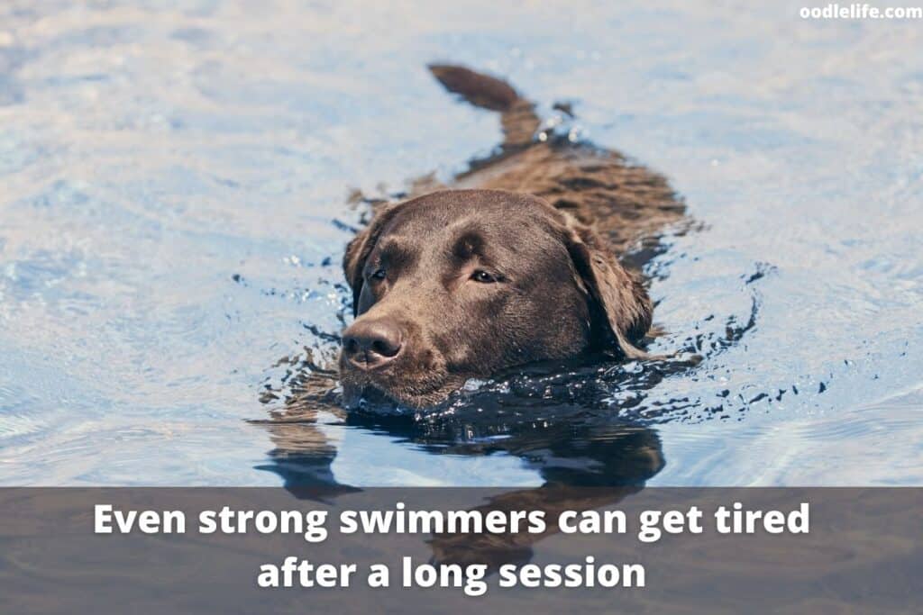 labrador swimming happily