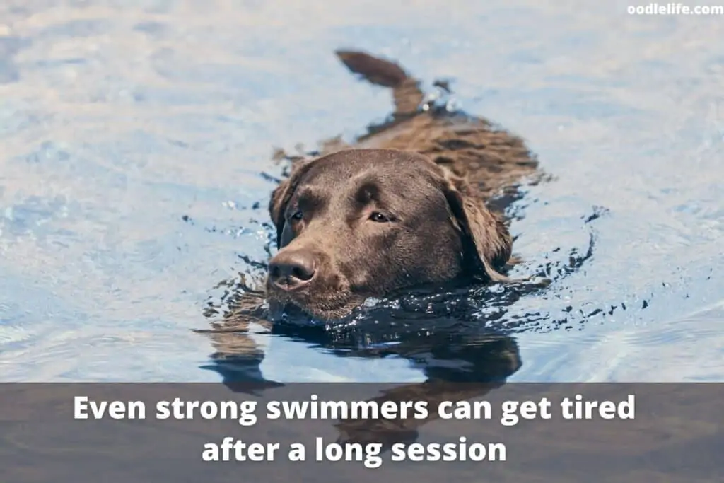 labrador swimming happily