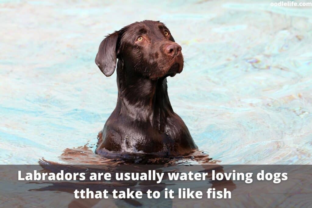 labs are strong swimmers and love the water