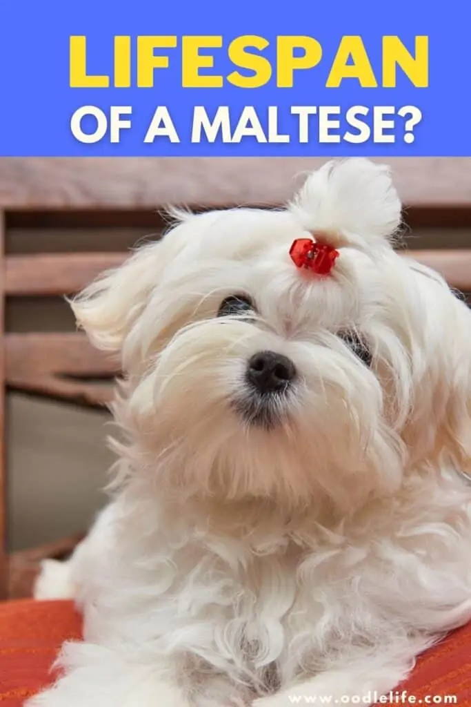 maltese lifespan