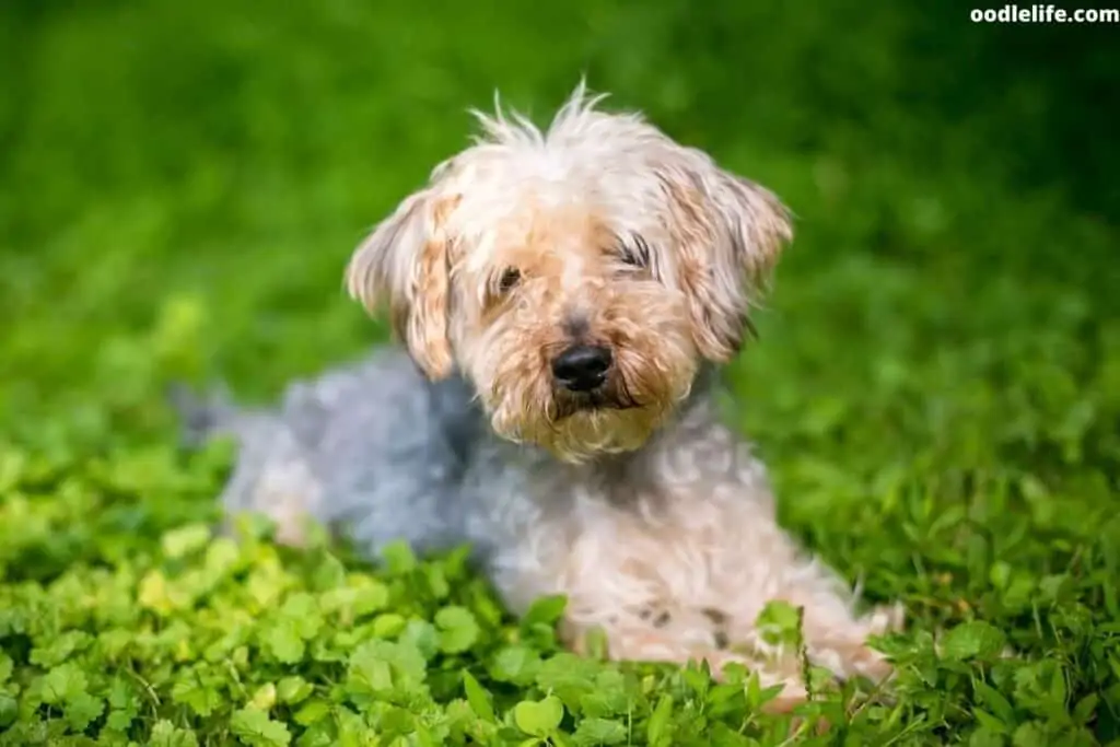 yorkiepoo puppy on grass